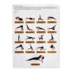 FitMesh Yoga Wheel - Mandala Printed Chirp Wheel