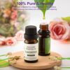 Elevate Your Senses with Our Top 12 Premium Essential Oils Set