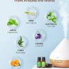 Essential Oils Set - Anjou Aromatherapy Essential Oil